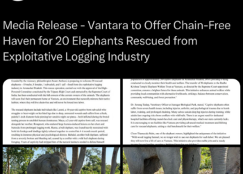 Vantara to offer chain-free shelter for 20 elephants rescued from timber industry