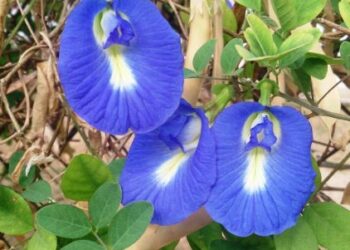 আপোনাৰ শৰীৰৰ বাবে এবিধ মহৌষধি ফুল…অপৰাজিতা