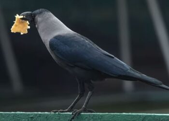 ১০লাখ কাউৰীক সমাপ্ত কৰিবলৈ নিৰ্দেশ চৰকাৰৰ