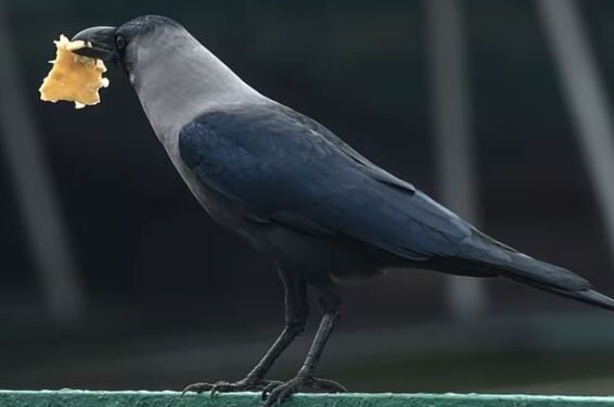 ১০লাখ কাউৰীক সমাপ্ত কৰিবলৈ নিৰ্দেশ চৰকাৰৰ