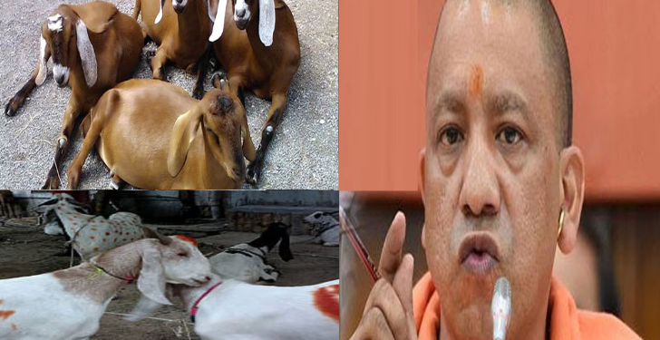 কুৰবানীৰ ফটো ছ’চিয়েল মিডিয়াত আপলোড কৰিলেই গ্ৰেপ্তাৰ!