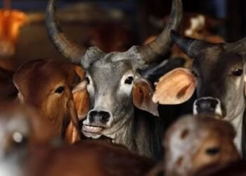 এক্সন মুডত অসম আৰক্ষী! এইবাৰ গো-মাফিয়ালৈ লক্ষ্য কৰি আৰক্ষীৰ গুলী