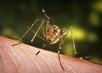 জাপানীজ এনকেফেলাইটিছৰ ভয়ংকৰ সংক্ৰমণ, ২৪ ঘন্টাত ২ জনৰ মৃত্যু