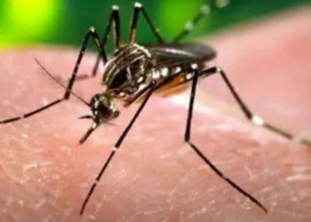 জিকা ভাইৰাছে আক্ৰমণ কৰিলে কি কি লক্ষণ দেখা দিব আপোনাৰ শৰীৰত : জানক সবিশেষ
