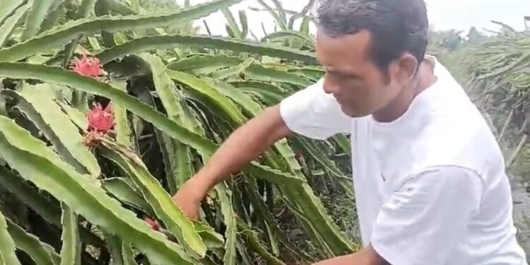 উচ্চ শিক্ষিত হৈয়ো কৰিব পাৰি খেতি; মিৰ্জাত ড্ৰেগন ফলৰ খেতিৰে লাখ টকা উপাৰ্জন অধিবক্তাৰ