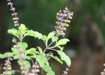 টকাৰে ভৰাই তুলিব আপোনাৰ ভঁৰাল, যাদুকৰী ৰত্নতকৈ কম নহয় তুলসীৰ এই অংশ