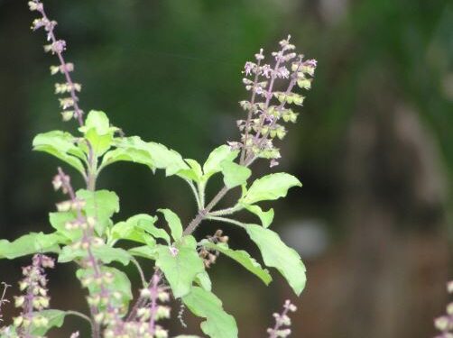 টকাৰে ভৰাই তুলিব আপোনাৰ ভঁৰাল, যাদুকৰী ৰত্নতকৈ কম নহয় তুলসীৰ এই অংশ