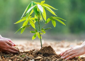 ‘এজোপা গছ মাৰ নামত’,  ৰাজ্যত অমৃত বৃক্ষ আন্দোলন ২.০