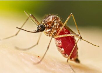 কেৱল ডেংগুৱেই নহয়, এইবাৰ চিকুনগুনিয়া,  কি হয় এই জ্বৰৰ লক্ষণ?