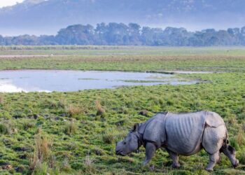 আজি বিশ্ব গঁড় দিৱস: ইয়াৰ ইতিহাস আৰু তাৎপৰ্য