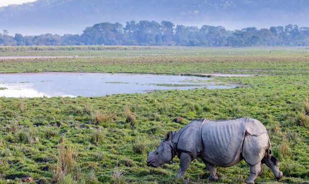 আজি বিশ্ব গঁড় দিৱস: ইয়াৰ ইতিহাস আৰু তাৎপৰ্য