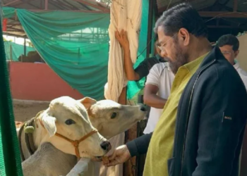 নিৰ্বাচনৰ পূৰ্বে সিন্দে চৰকাৰৰ মাষ্টাৰ ষ্ট্ৰোক : মহাৰাষ্ট্ৰত গৰুক ‘ৰাজ্যিক মাতৃ’ হিচাপে ঘোষণা