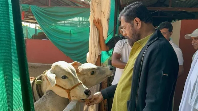 নিৰ্বাচনৰ পূৰ্বে সিন্দে চৰকাৰৰ মাষ্টাৰ ষ্ট্ৰোক : মহাৰাষ্ট্ৰত গৰুক ‘ৰাজ্যিক মাতৃ’ হিচাপে ঘোষণা
