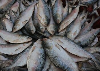 দুৰ্গা পূজাৰ পূৰ্বে বাংলাদেশে প্ৰত্যাহাৰ কৰে নিষেধাজ্ঞা, ভাৰতলৈ প্ৰেৰণ ৩,০০০ টন হিলচা মাছ