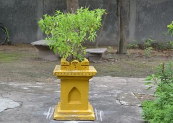 লক্ষ্মীক সন্তুষ্ট কৰিব বিচাৰিছে নেকি?  তুলসী গছত শীঘ্ৰেই কৰক এইকেইটা কাম