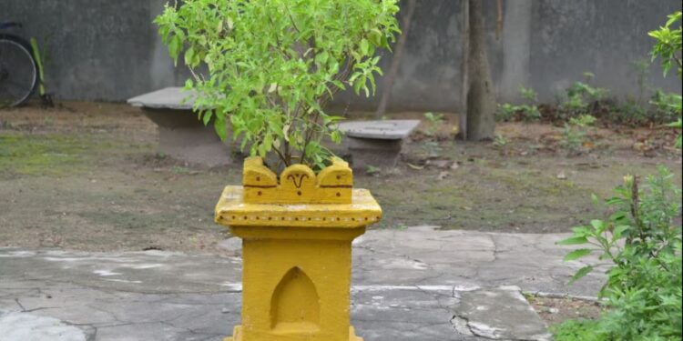 লক্ষ্মীক সন্তুষ্ট কৰিব বিচাৰিছে নেকি? তুলসী গছত শীঘ্ৰেই কৰক এইকেইটা কাম