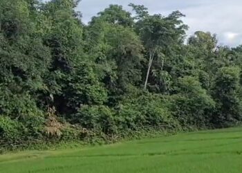 ধ্বংসৰ গৰাহত  প্ৰকৃতি!  গছ কাটি তহিলং দুষ্ট চক্ৰৰ, এফালৰ পৰা শেষ হৈ হৈছে মূল্যৱান গছ