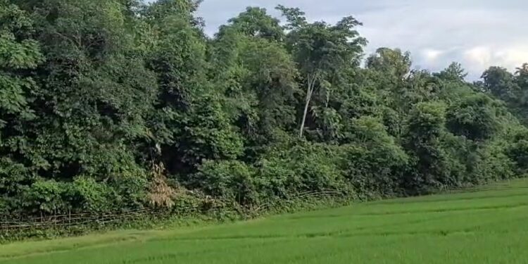 ধ্বংসৰ গৰাহত প্ৰকৃতি! গছ কাটি তহিলং দুষ্ট চক্ৰৰ, এফালৰ পৰা শেষ হৈ হৈছে মূল্যৱান গছ