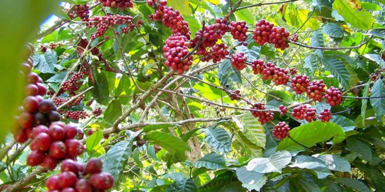 আপুনি বাৰু কফি খাই ভাল পায়নে? যদিহে কফি আপোনাৰ প্ৰিয়, তেনেহ’লে ভাৰতৰ এই কেইখন ঠাইলৈ নিশ্চয় ভ্ৰমণ কৰক