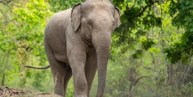 বনাঞ্চলৰ পৰা লোকালয়লৈ ওলাই অহা বনৰীয়া হাতীৰ আক্ৰমণত মৃত্যু এগৰাকী মহিলাৰ