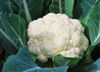 আপুনিও বাৰু ফুলকবি খাই ভাল পাই নেকি? জানক স্বাস্থ্যৰ পক্ষে ই কিমান উপকাৰী