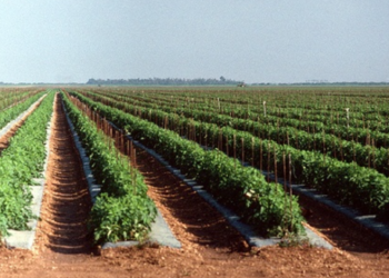 ৩০০ গ্ৰাম বীজৰ পৰা ১২০০ কুইণ্টললৈকে খেতি!  বিশেষ কৌশলেৰে কৃষকে উপাৰ্জন কৰিলে লাখ লাখ টকা