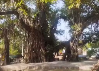 চৰকাৰৰ ডাঙৰ সিদ্ধান্ত; গছ ৰুলেও লাভ কৰিব পেঞ্চন