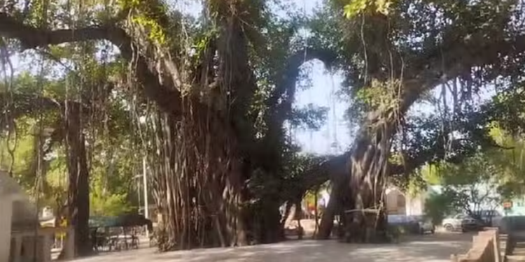 চৰকাৰৰ ডাঙৰ সিদ্ধান্ত; গছ ৰুলেও লাভ কৰিব পেঞ্চন