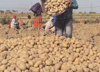 আলু বিতৰ্ক! কেনেকৈ স্বাস্থ্যৰ পক্ষে ক্ষতিকাৰক হৈ উঠিব পাৰে মিশ্ৰিত আলু?