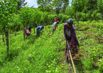 কৃষকৰ বাবে ভাল খবৰ, কেন্দ্ৰীয় চৰকাৰৰ গুৰুত্বপূৰ্ণ পদক্ষেপ