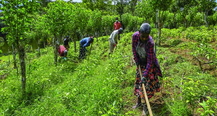 কৃষকৰ বাবে ভাল খবৰ, কেন্দ্ৰীয় চৰকাৰৰ গুৰুত্বপূৰ্ণ পদক্ষেপ