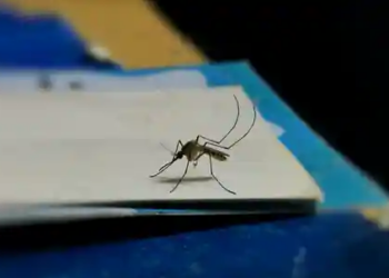 আচৰিত! মহৰ আতংকৰ বাবেই চৰকাৰৰ পুৰস্কাৰ ঘোষণা…