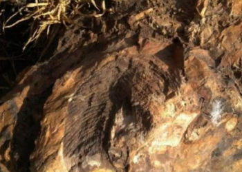 ঝাৰখণ্ডত উদ্ধাৰ ১৪ কোটি বছৰ পুৰণি ‘সম্পদ’, বিজ্ঞানীসকলে কি কয়…