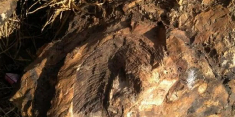 ঝাৰখণ্ডত উদ্ধাৰ ১৪ কোটি বছৰ পুৰণি ‘সম্পদ’, বিজ্ঞানীসকলে কি কয়…