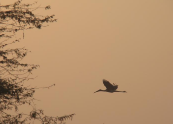 আজি বিশ্ব বন্যপ্ৰাণী দিৱস, কি হয় মূল বিষয়বস্তু?