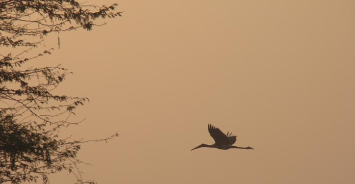 আজি বিশ্ব বন্যপ্ৰাণী দিৱস, কি হয় মূল বিষয়বস্তু?