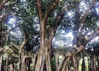 অসমত থকা এছিয়াৰ দ্বিতীয় সৰ্ববৃহৎ গছজোপাৰ বিষয়ে জানো আহক…