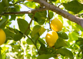 ছালৰ সমস্যা দূৰ কৰাত নেমুৱে কিদৰে সহায় কৰে?