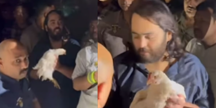 ‘দুগুন দাম দি দিয়ক’, পদযাত্ৰাৰ সময়ত অনন্ত আম্বানীয়ে ক্ৰয় কৰিলে শ-শ মূৰ্গী, কিন্তু কিয়?