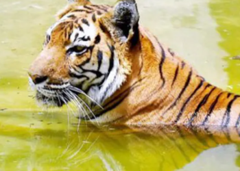 জীৱ শ্ৰেষ্ঠ মানৱৰ দানৱীয় কাণ্ড; ঢেঁকীয়াপতীয়া বাঘক হানি-খুচি হত্যা একাংশ উন্মত্ত লোকৰ