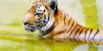 জীৱ শ্ৰেষ্ঠ মানৱৰ দানৱীয় কাণ্ড; ঢেঁকীয়াপতীয়া বাঘক হানি-খুচি হত্যা একাংশ উন্মত্ত লোকৰ