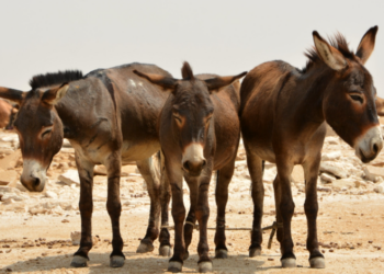 ভৱিষ্যতে ‘গাধ অৰ্থনীতি’ মেৰুদণ্ড হৈ পৰিব নেকি পাকিস্তানৰ?
