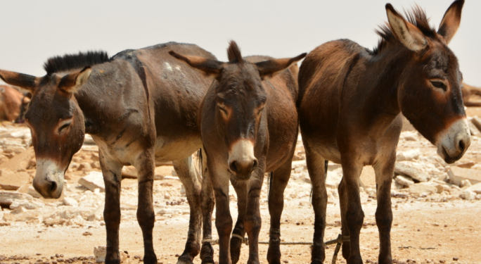 ভৱিষ্যতে ‘গাধ অৰ্থনীতি’ মেৰুদণ্ড হৈ পৰিব নেকি পাকিস্তানৰ?