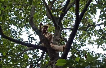 থানা এৰি আৰক্ষী উঠিল গছত, শ্বোলে চিনেমাৰ ‘বীৰু’ৰ দৰে কাণ্ড!