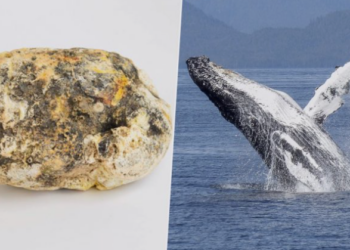 উদ্ধাৰ হৈছে কোটি কোটি মূল্যৰ তিমিৰ ওকালি, ৩ জনক গ্ৰেপ্তাৰ