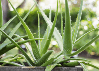 এলোভেৰাই আমাৰ ছালখন কিদৰে সতেজ কৰি ৰাখিব, জানো আহক-