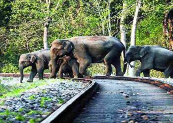 তীব্ৰ বেগী ৰে’লৰ খুন্দাত তিনিটা হাতীৰ কৰুণ মৃত্যু; তদন্ত ঘোষণা ৰে’ল বিভাগৰ