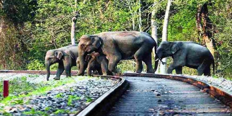 তীব্ৰ বেগী ৰে’লৰ খুন্দাত তিনিটা হাতীৰ কৰুণ মৃত্যু; তদন্ত ঘোষণা ৰে’ল বিভাগৰ