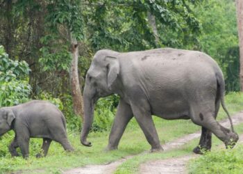 হাতী-মানুহৰ সংঘাতৰ কৰুণ পৰিণতি! ওদালগুৰিত এজন লোকৰ মৃত্যু