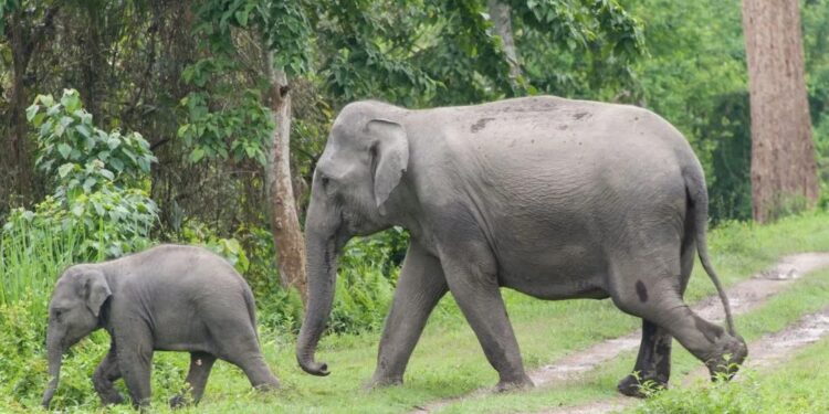 হাতী-মানুহৰ সংঘাতৰ কৰুণ পৰিণতি! ওদালগুৰিত এজন লোকৰ মৃত্যু